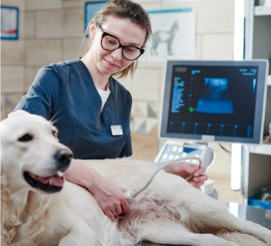 control-veterinario-ultravet